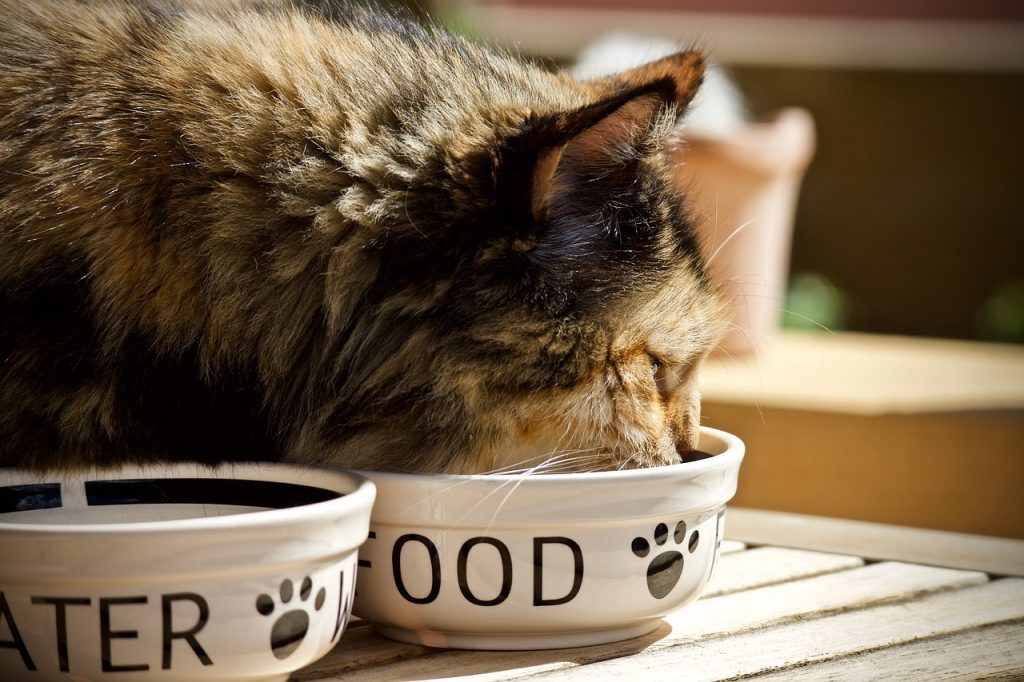 Things to know while choosing cat food