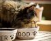 Things to know while choosing cat food